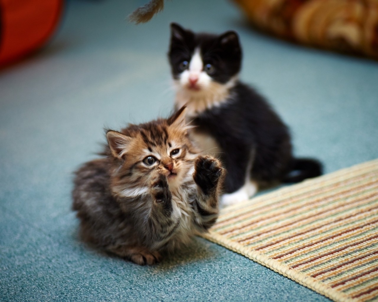 2 Cute Kitties for 1280 x 1024 resolution