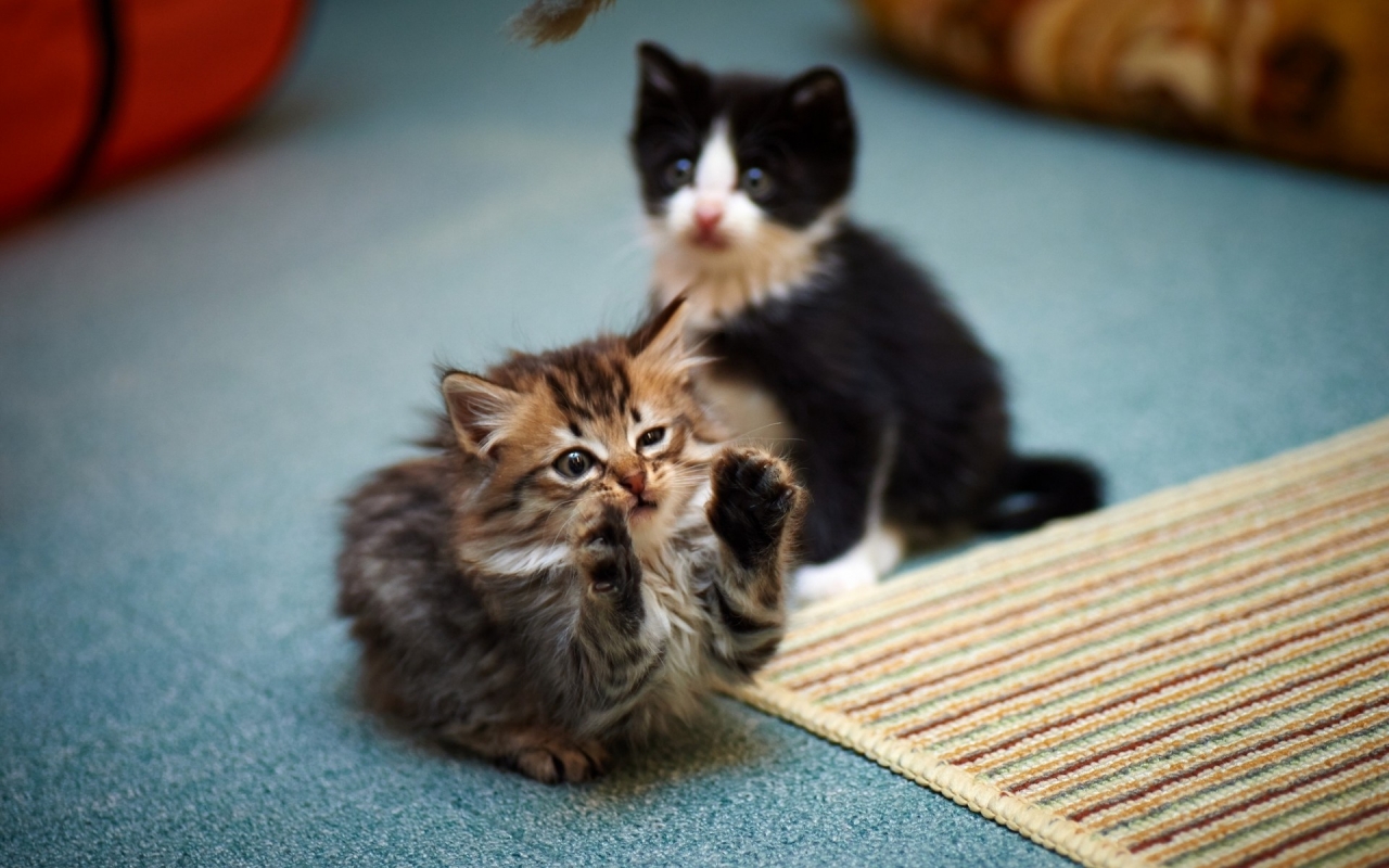 2 Cute Kitties for 1280 x 800 widescreen resolution