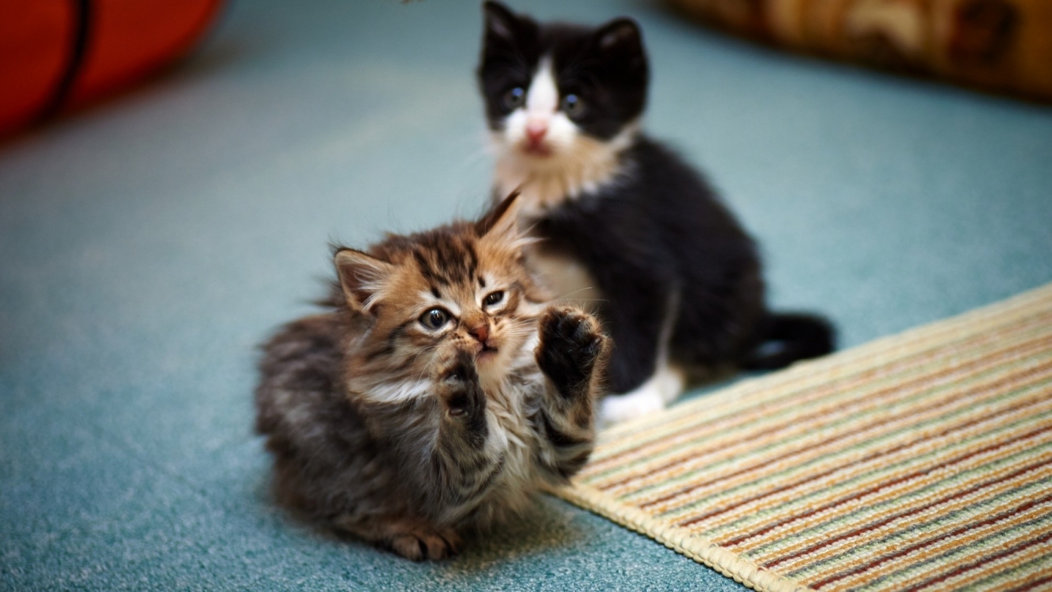 2 Cute Kitties for 1536 x 864 HDTV resolution