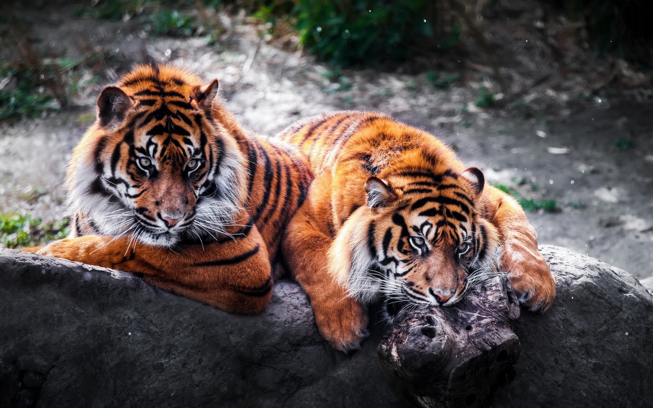 2 Tigers for 1280 x 800 widescreen resolution