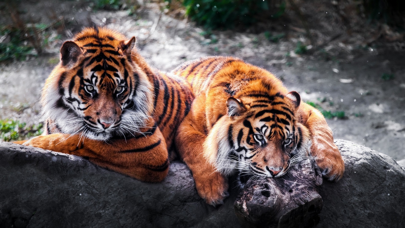 2 Tigers for 1366 x 768 HDTV resolution
