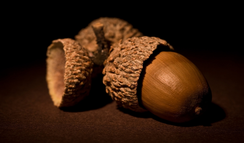 Acorn for 1024 x 600 widescreen resolution
