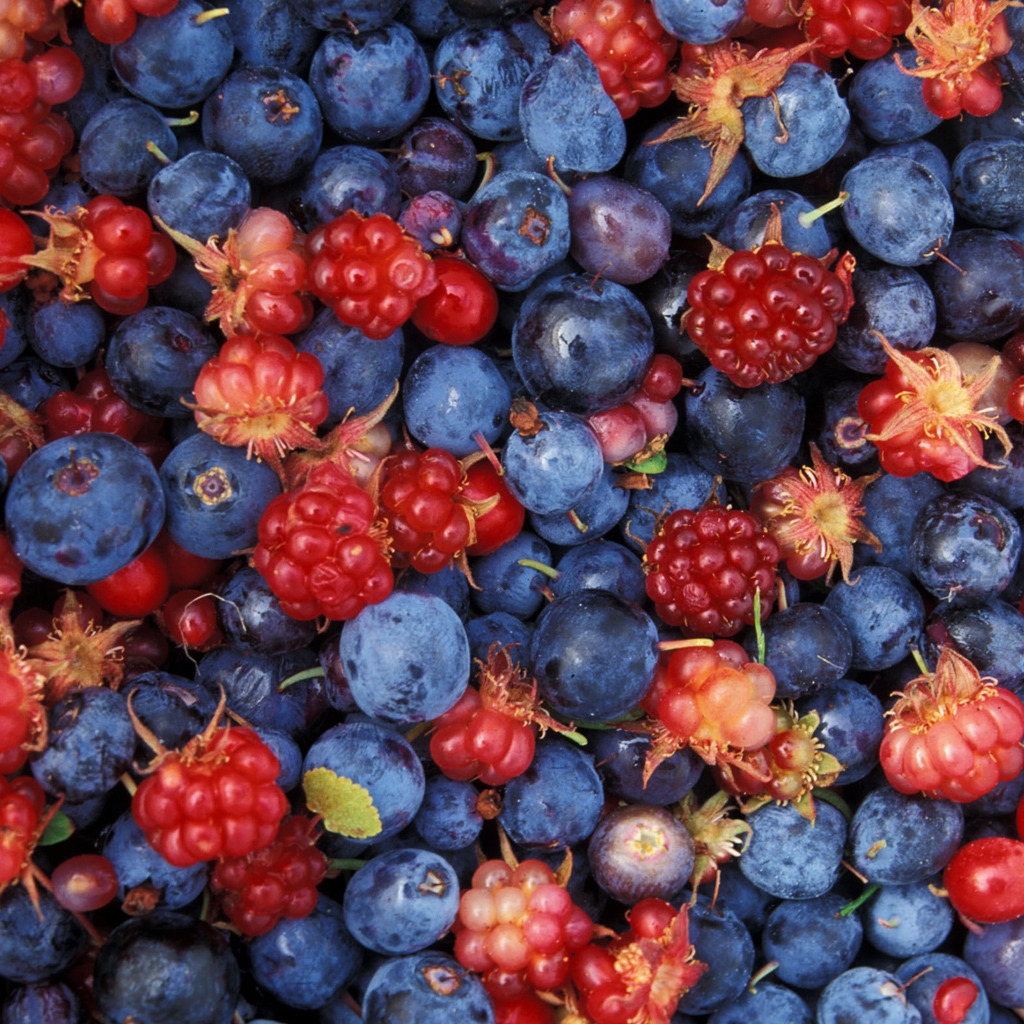 Alaska wild berries for 1024 x 1024 iPad resolution