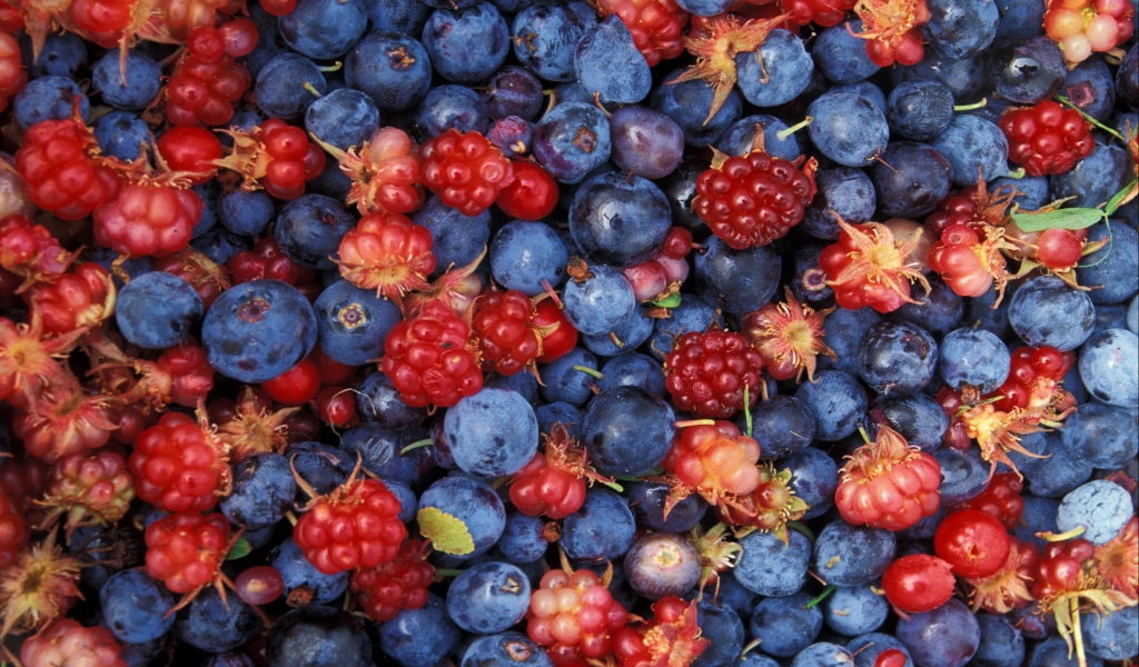 Alaska wild berries for 1024 x 600 widescreen resolution