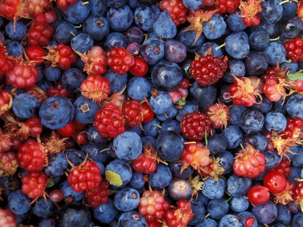 Alaska wild berries for 1024 x 768 resolution
