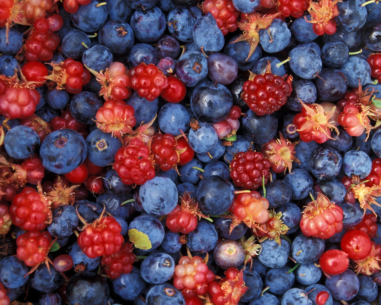 Alaska wild berries for 1280 x 1024 resolution