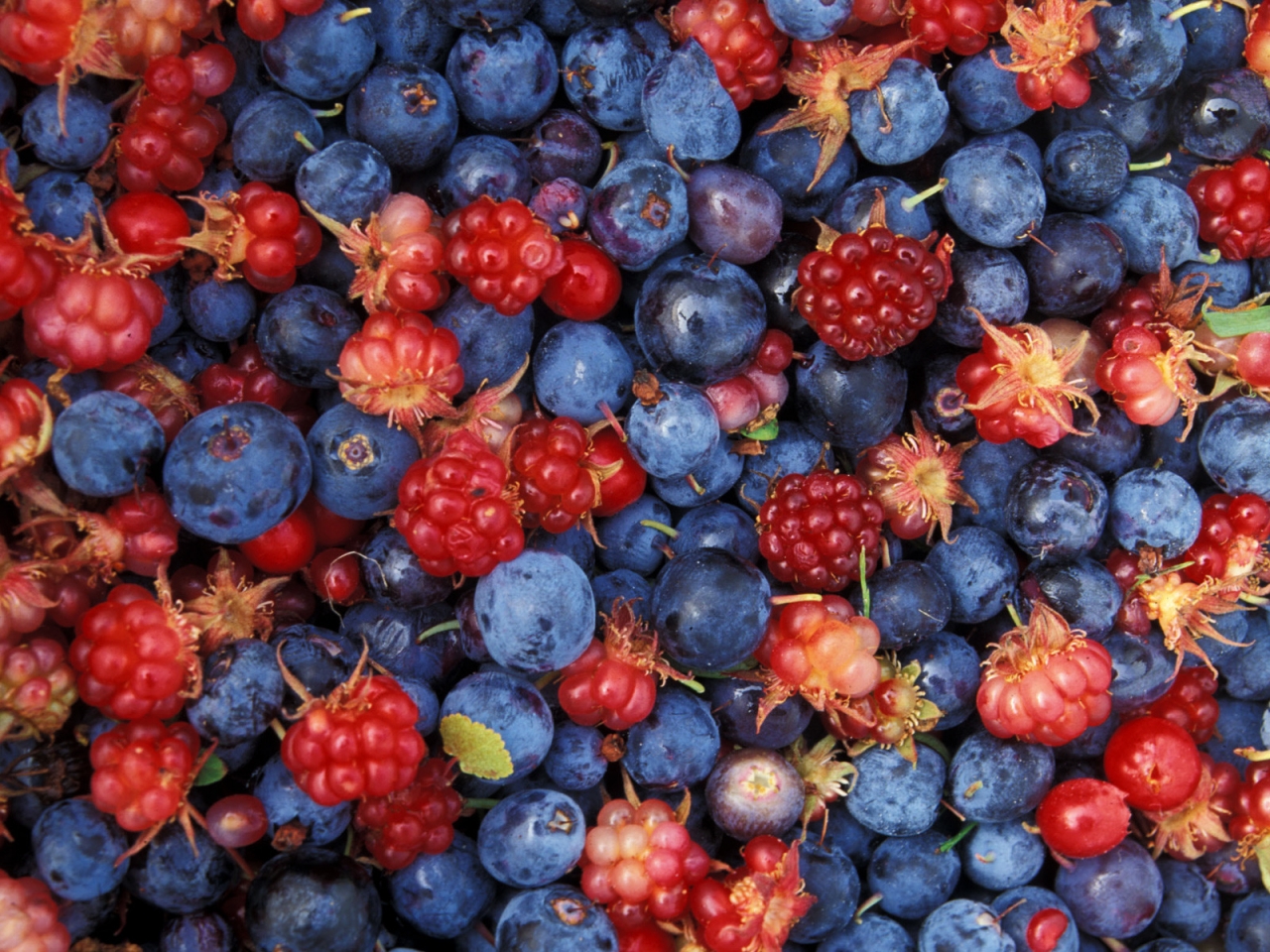 Alaska wild berries for 1280 x 960 resolution