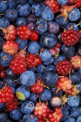Alaska wild berries for 320 x 480 iPhone resolution