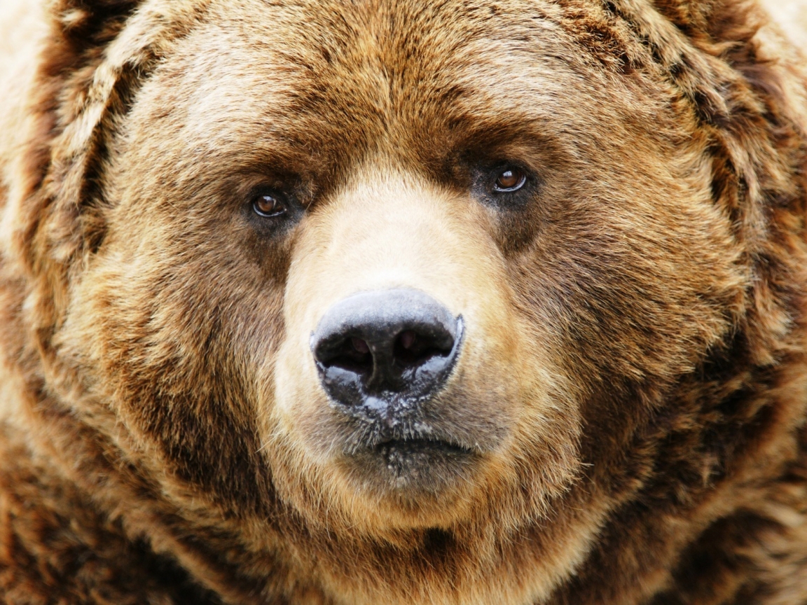 Amazing Bear Head for 1152 x 864 resolution