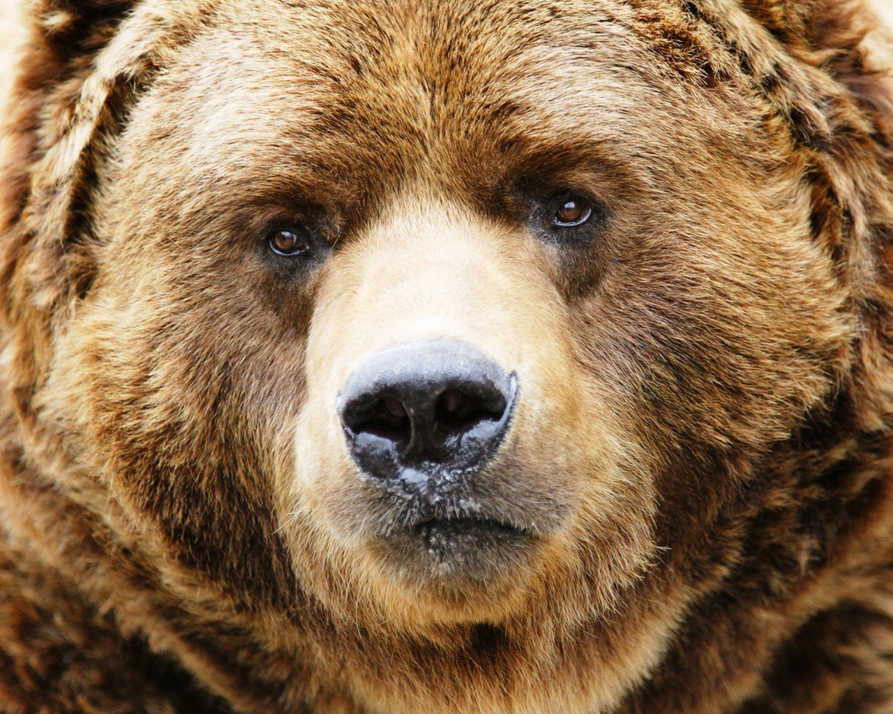 Amazing Bear Head for 1280 x 1024 resolution