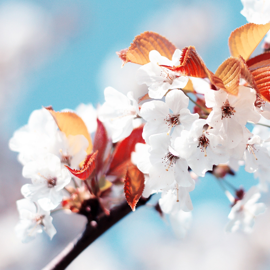 Amazing Cherry Flowers for 1024 x 1024 iPad resolution