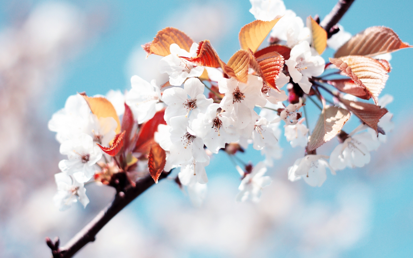 Amazing Cherry Flowers for 1440 x 900 widescreen resolution