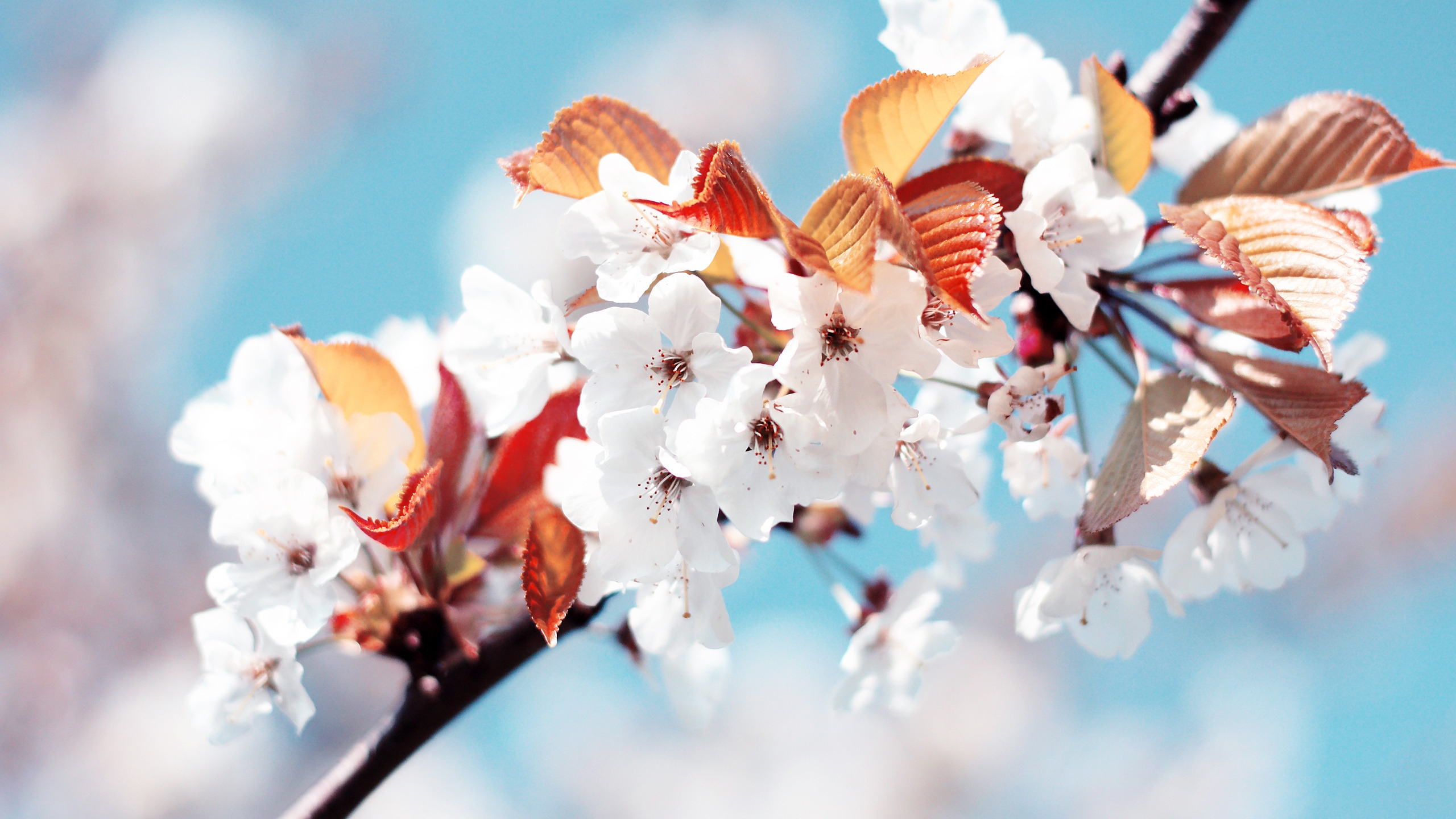 Amazing Cherry Flowers for 2560x1440 HDTV resolution