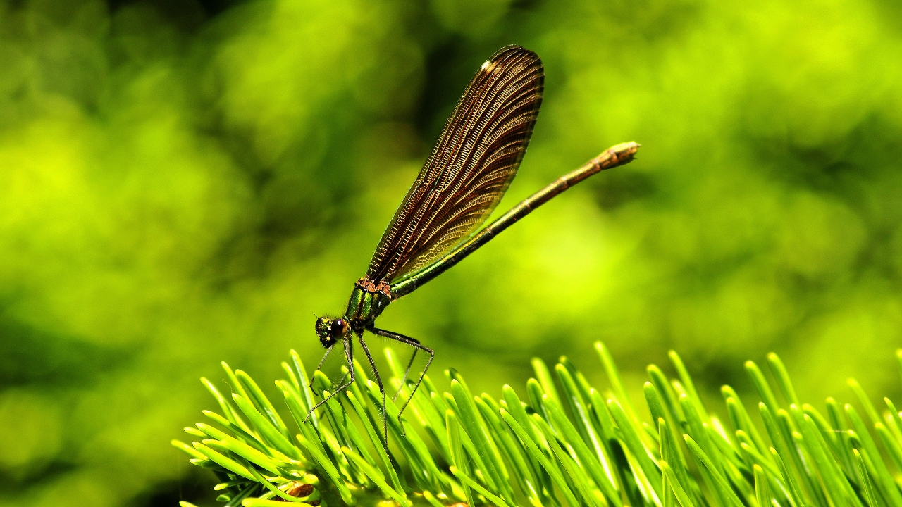 Amazing Dragon Fly for 1280 x 720 HDTV 720p resolution