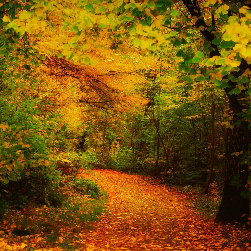 Amazing Forest Way for 1024 x 1024 iPad resolution