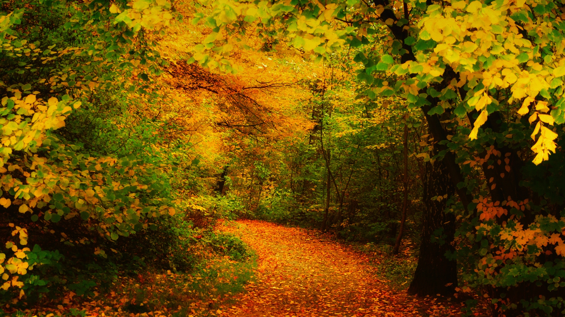 Amazing Forest Way for 1920 x 1080 HDTV 1080p resolution