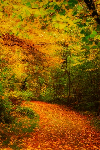 Amazing Forest Way for 320 x 480 iPhone resolution