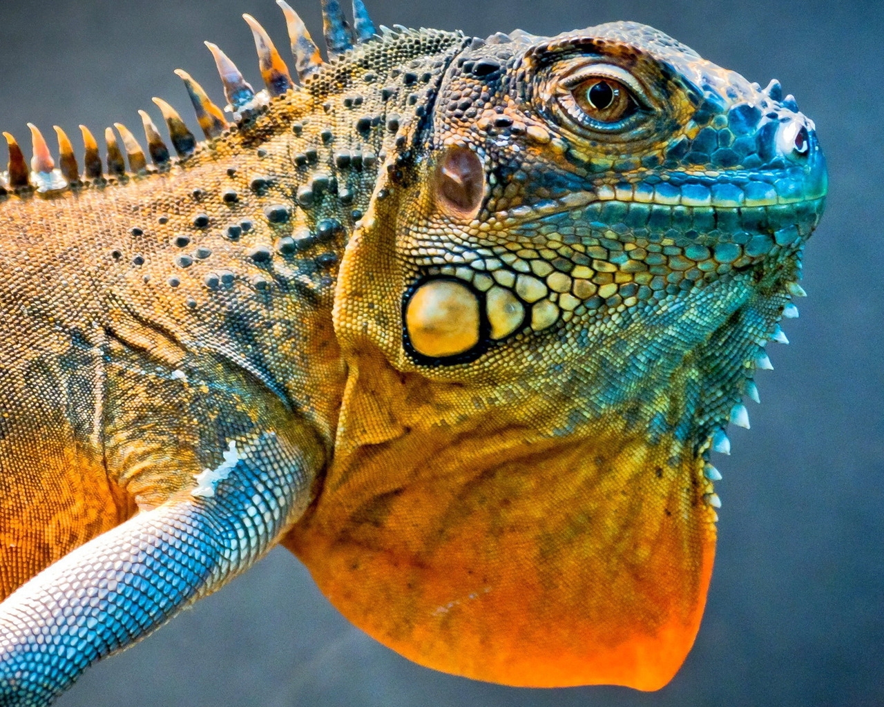 Amazing Iguana for 1280 x 1024 resolution