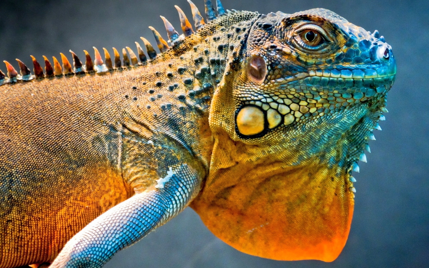 Amazing Iguana for 1440 x 900 widescreen resolution