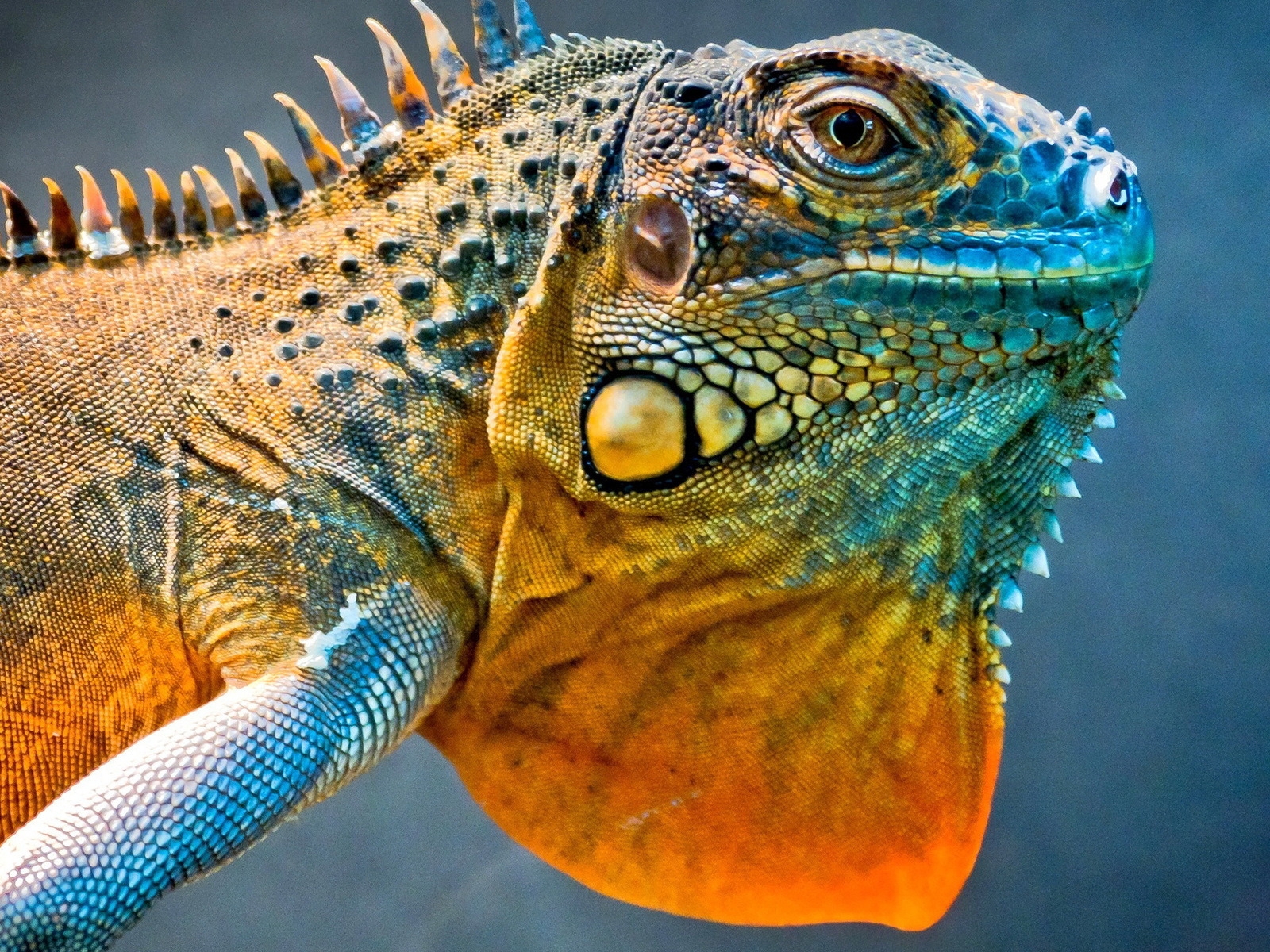 Amazing Iguana for 1600 x 1200 resolution