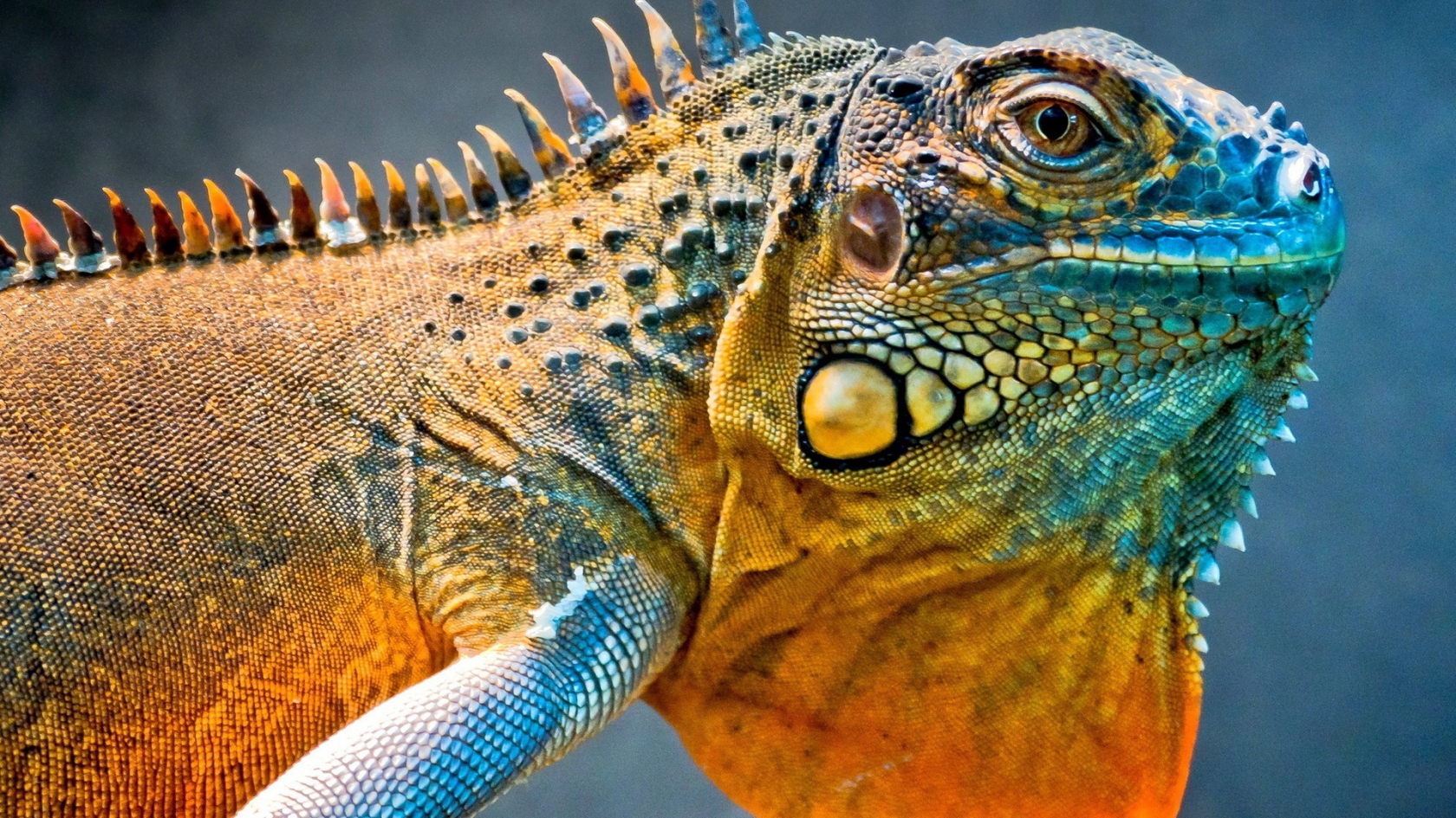Amazing Iguana for 1680 x 945 HDTV resolution