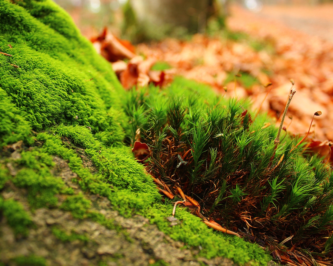 Amazing Moss for 1280 x 1024 resolution