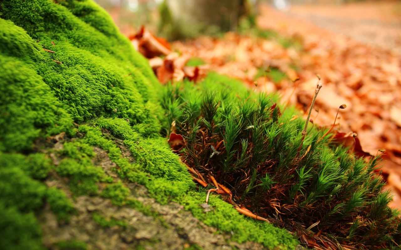 Amazing Moss for 1280 x 800 widescreen resolution