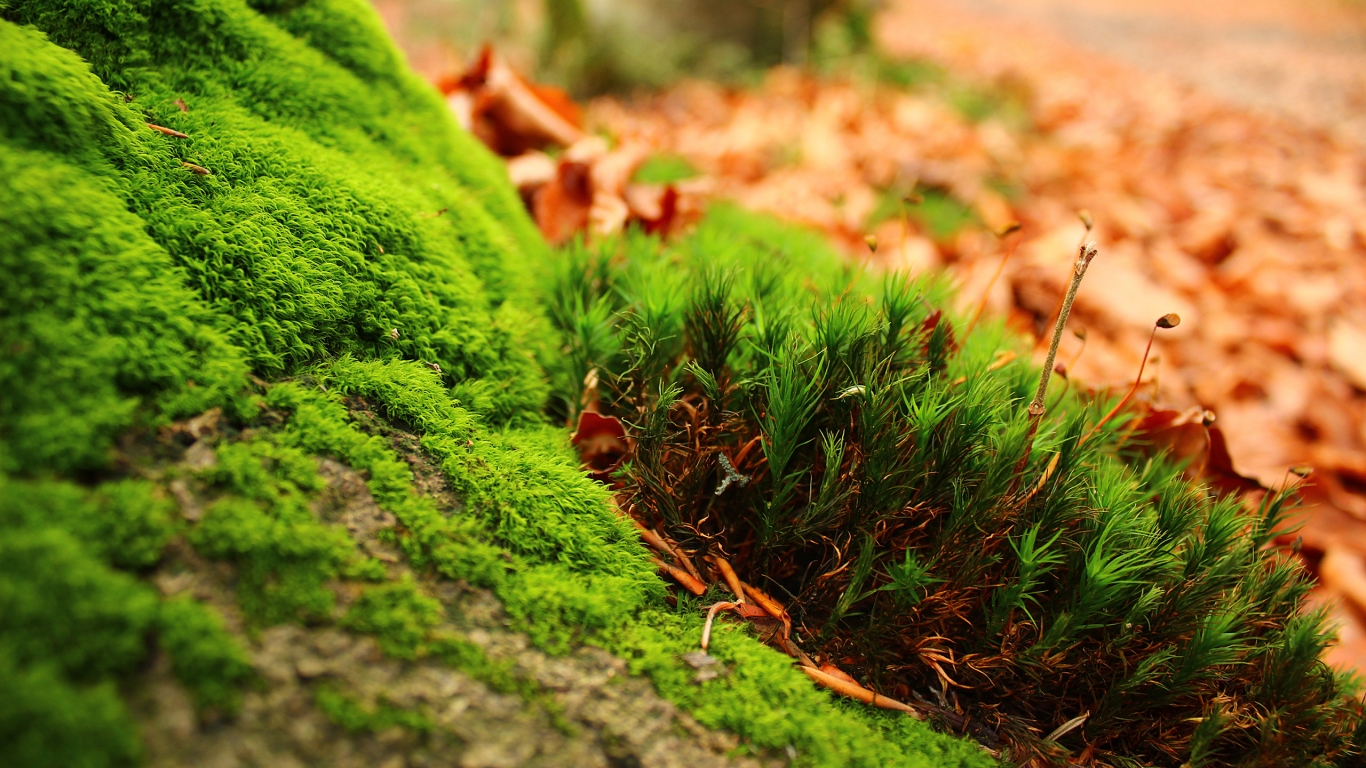Amazing Moss for 1366 x 768 HDTV resolution