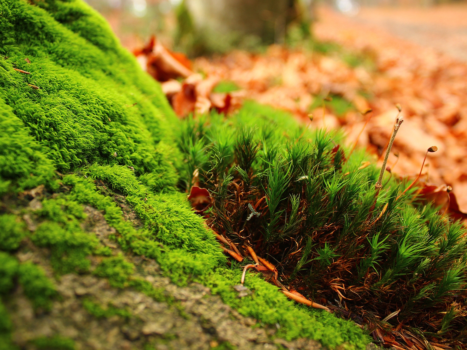 Amazing Moss for 1600 x 1200 resolution