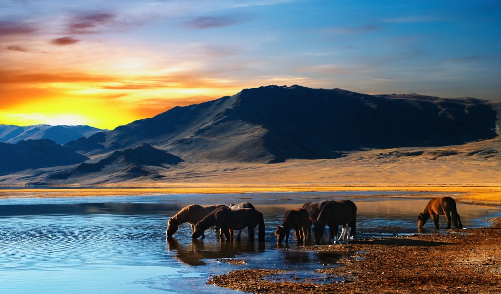 Amazing Scene with Horses for 1024 x 600 widescreen resolution