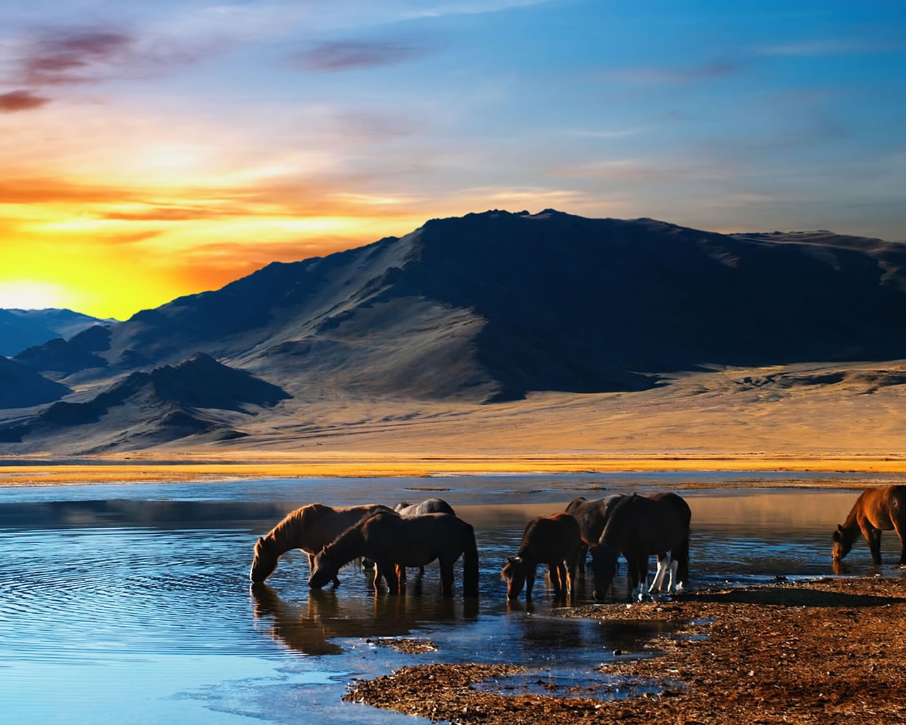 Amazing Scene with Horses for 1280 x 1024 resolution