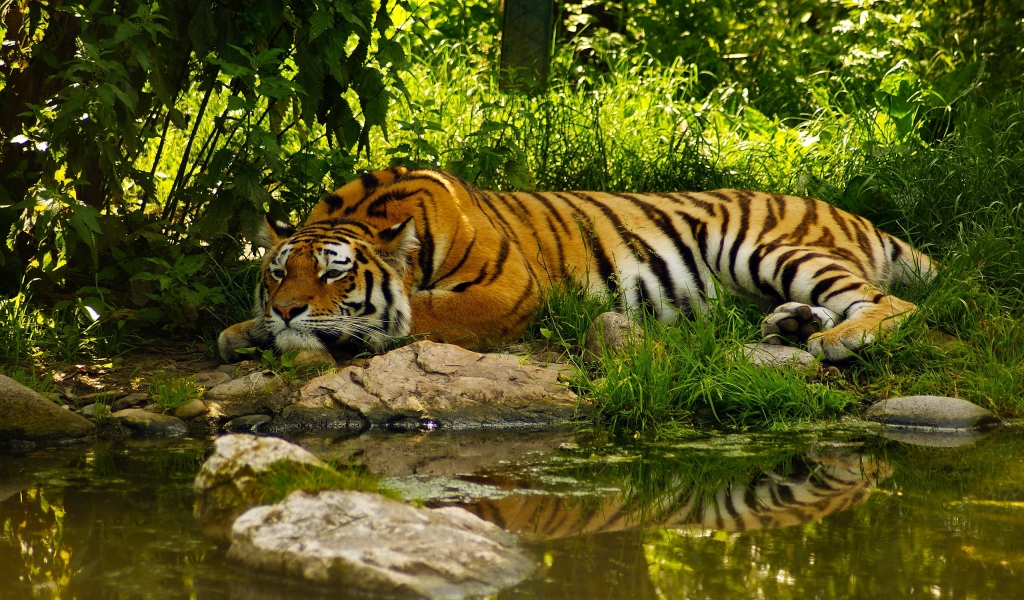 Amazing Tiger for 1024 x 600 widescreen resolution