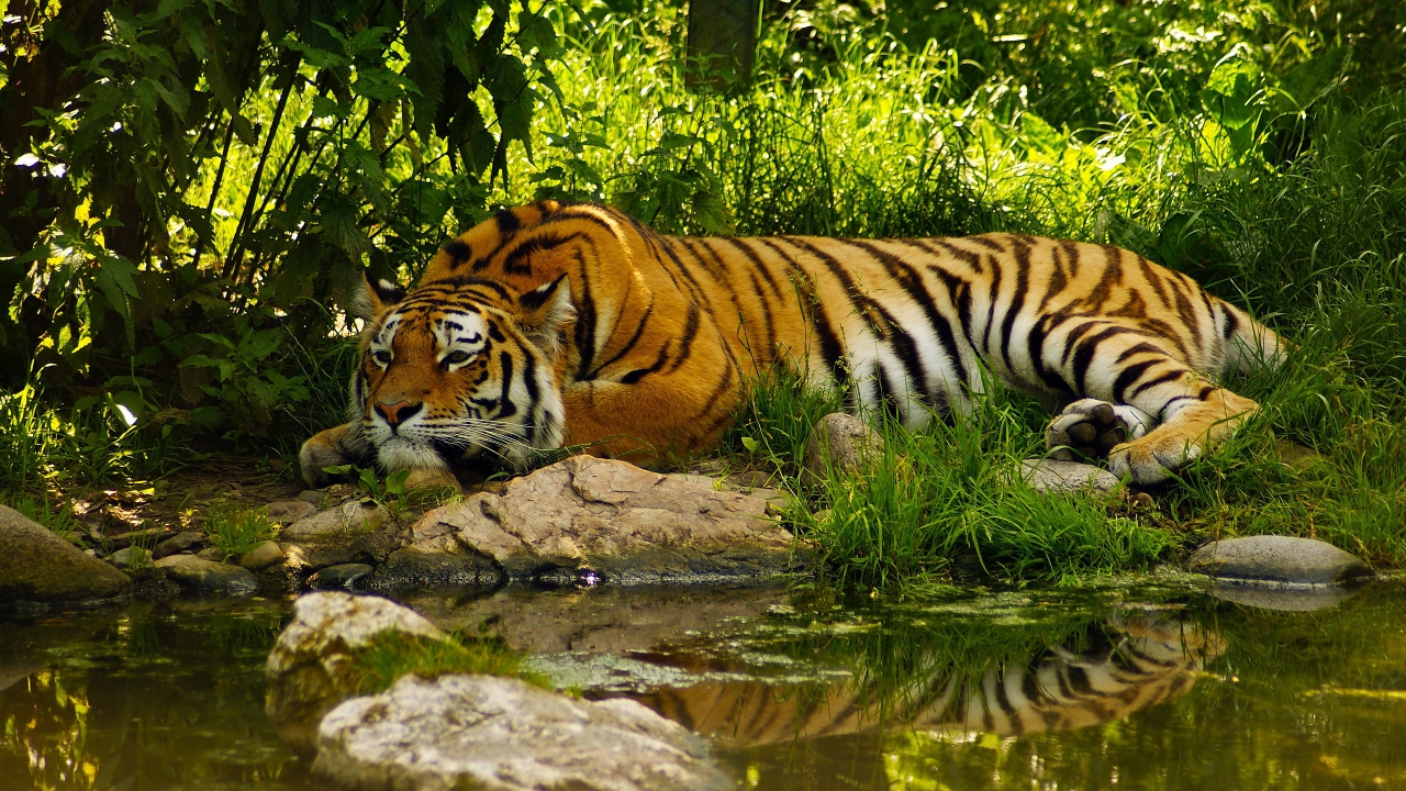 Amazing Tiger for 1280 x 720 HDTV 720p resolution