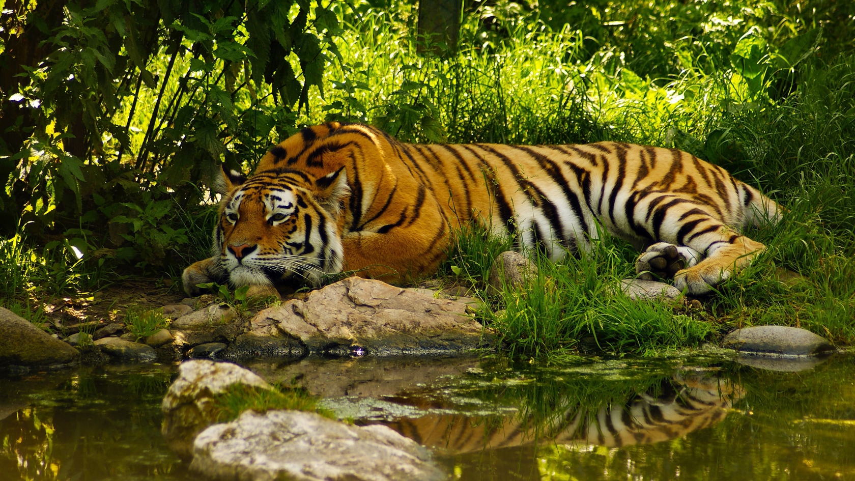 Amazing Tiger for 1680 x 945 HDTV resolution