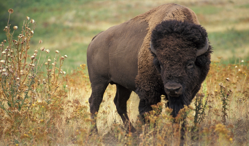 American bison for 1024 x 600 widescreen resolution