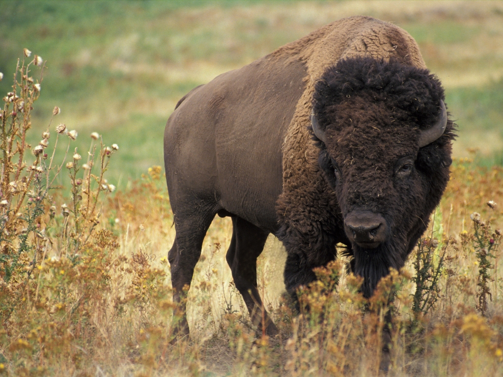 American bison for 1024 x 768 resolution