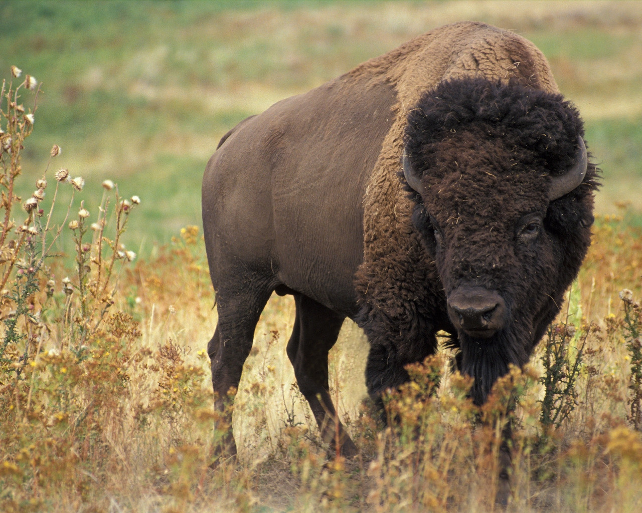 American bison for 1280 x 1024 resolution