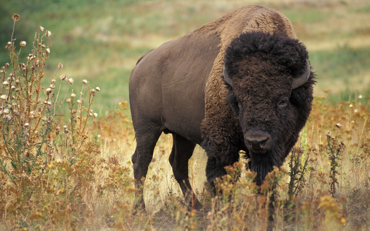 American bison for 1280 x 800 widescreen resolution