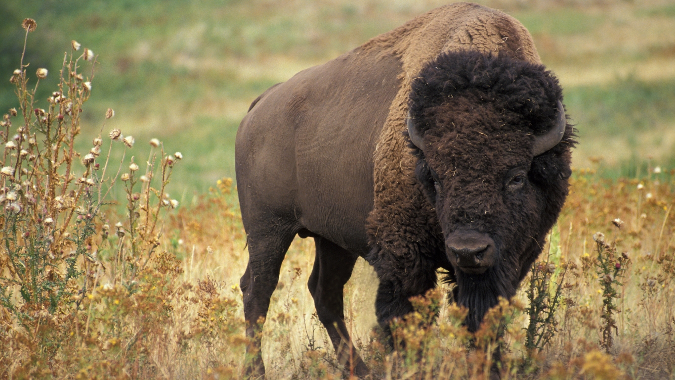 American bison for 1366 x 768 HDTV resolution