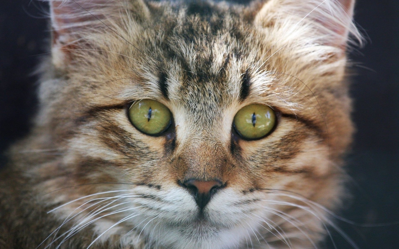 American Bobtail Cat Face for 1280 x 800 widescreen resolution