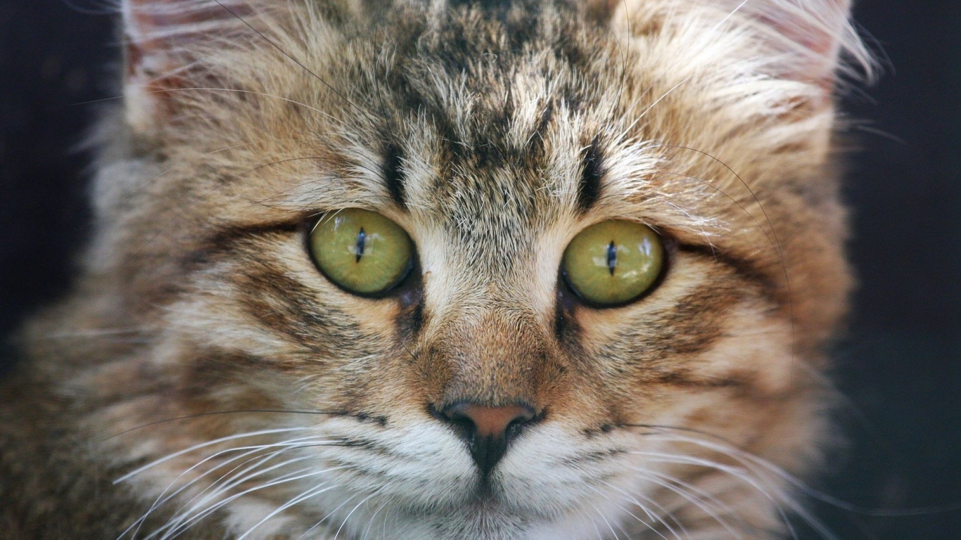 American Bobtail Cat Face for 1366 x 768 HDTV resolution