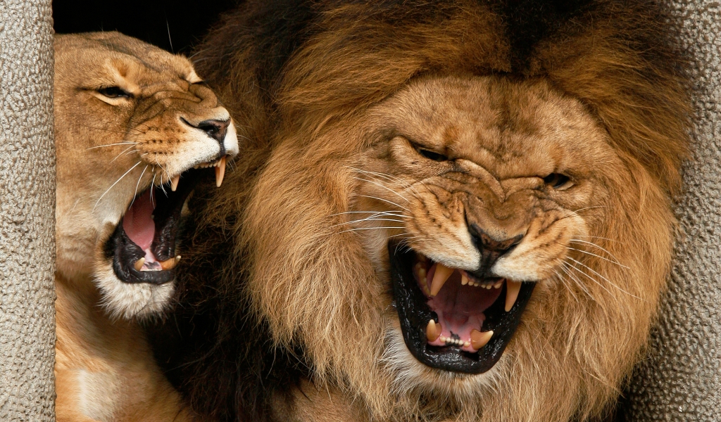 Angry Lions for 1024 x 600 widescreen resolution