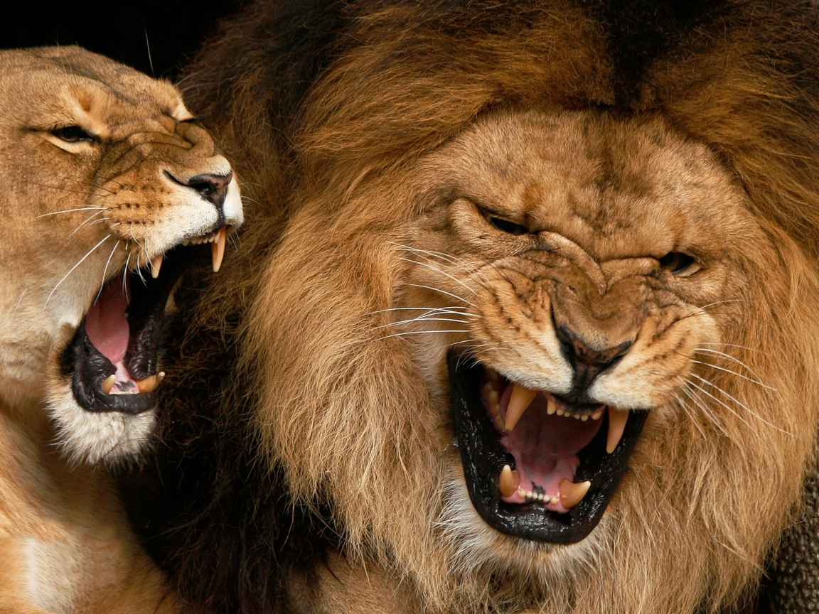 Angry Lions for 1152 x 864 resolution