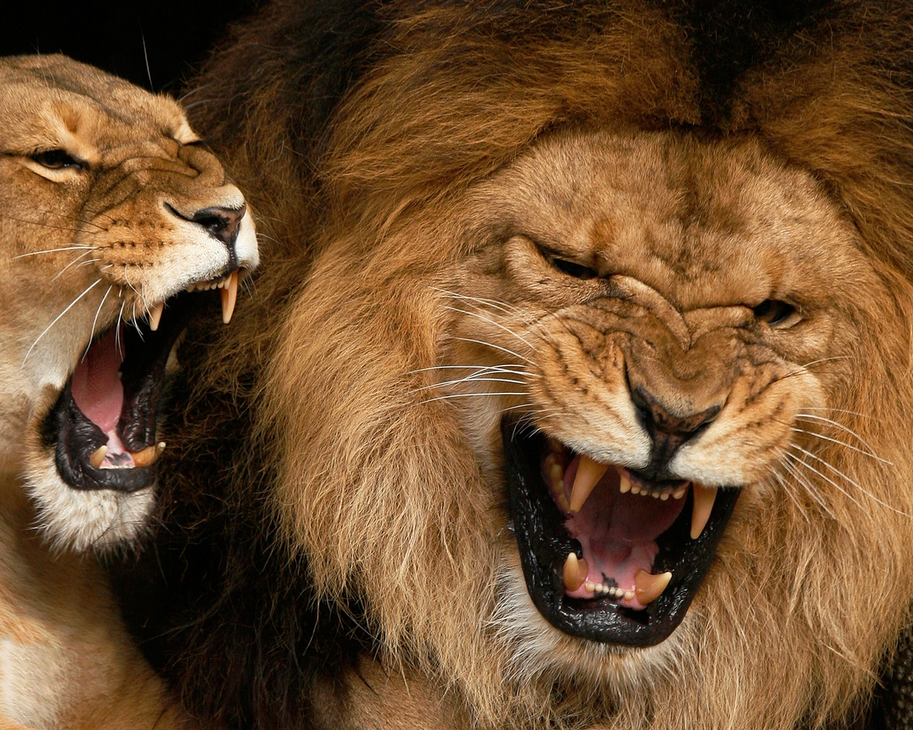 Angry Lions for 1280 x 1024 resolution