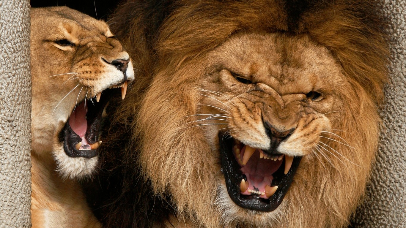 Angry Lions for 1366 x 768 HDTV resolution