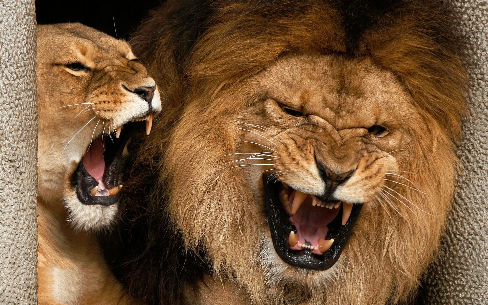 Angry Lions for 1920 x 1200 widescreen resolution