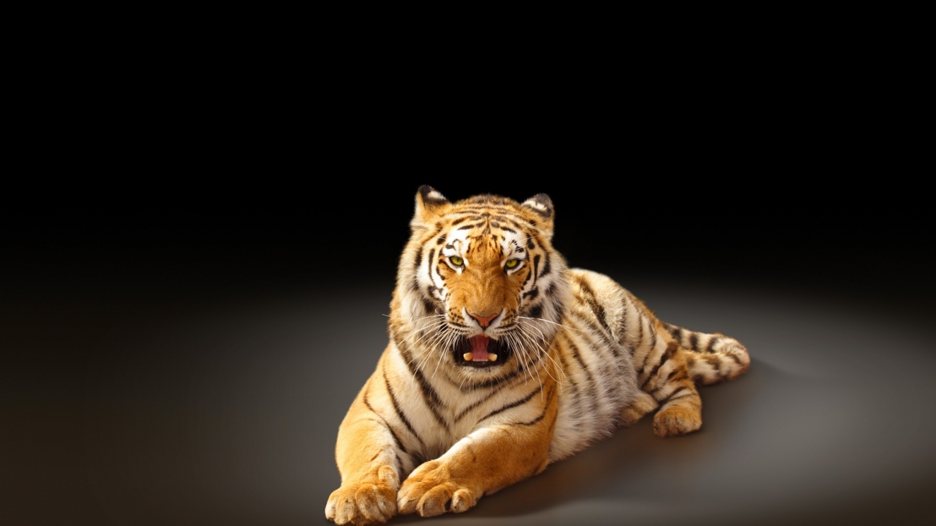 Angry Tiger Poster for 1366 x 768 HDTV resolution