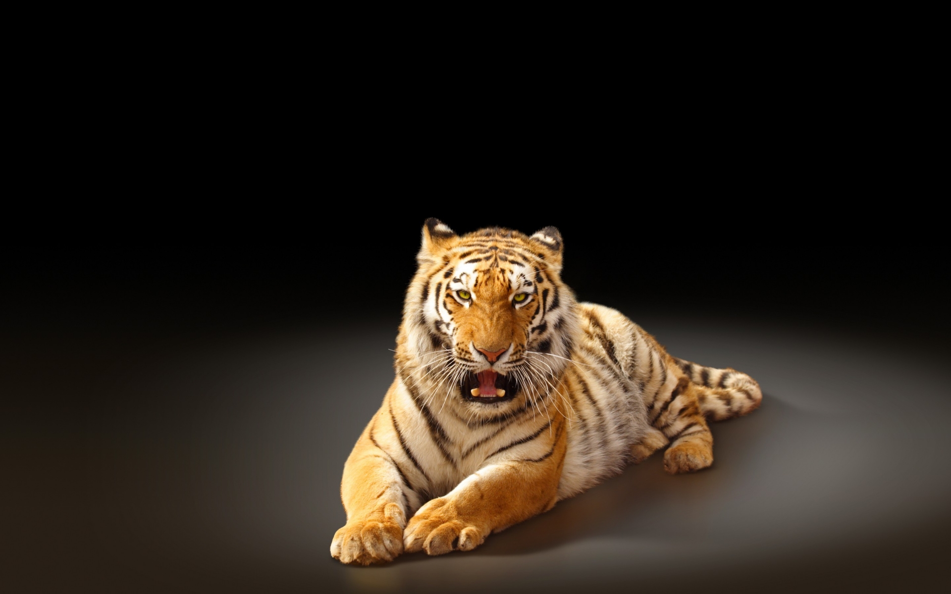 Angry Tiger Poster for 1920 x 1200 widescreen resolution
