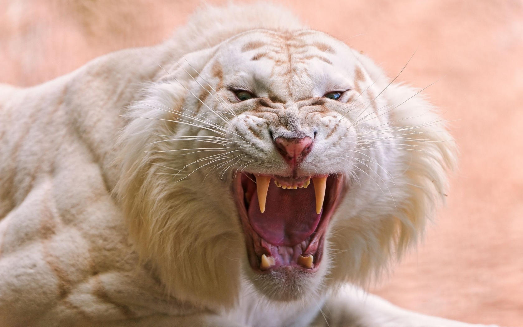 Angry white tiger for 1680 x 1050 widescreen resolution