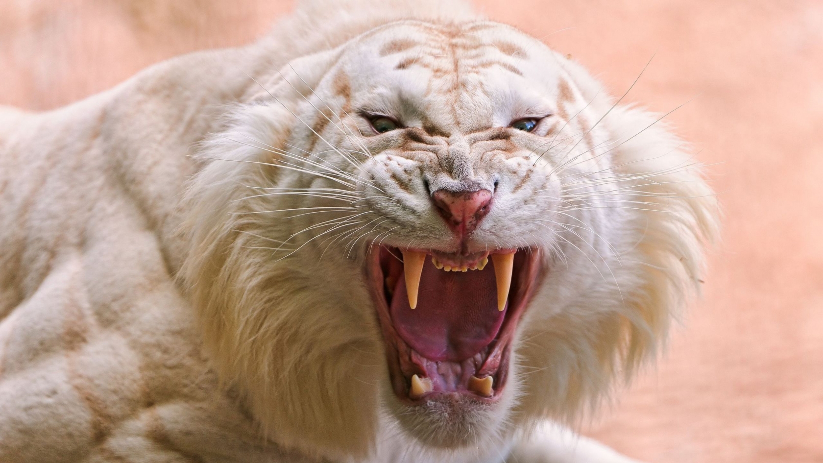 Angry white tiger for 1680 x 945 HDTV resolution